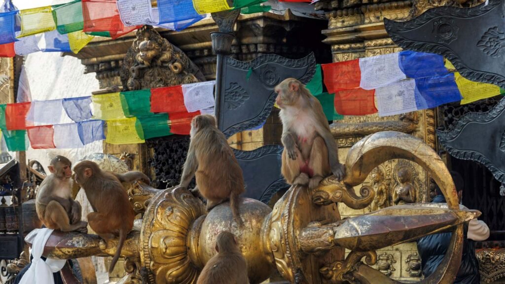 Explore Swayambhunath (Monkey Temple) in nepal essay