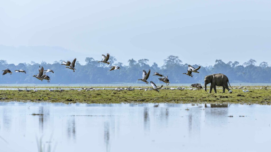Tourist places in Assam