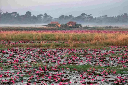 You should visit Bangladesh to experience its true beauty. 
Photo: Jaman Asad / Unsplash