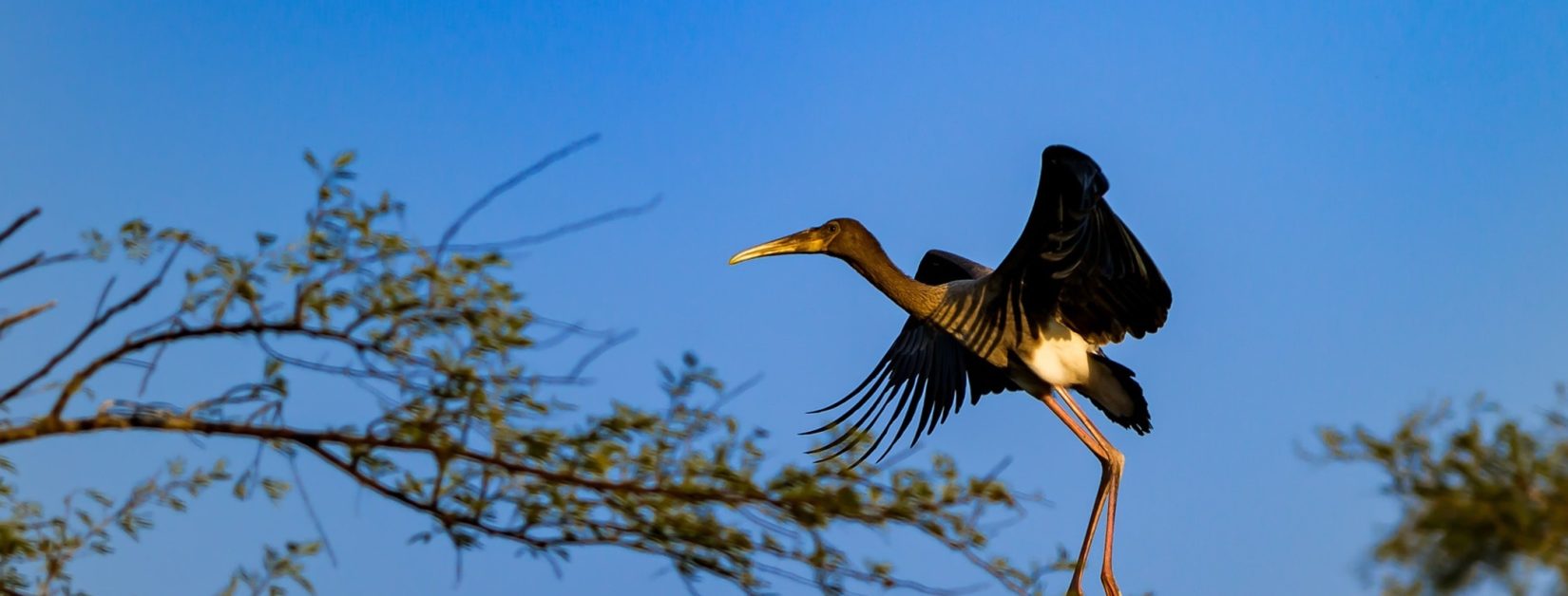 Bharatpur 1