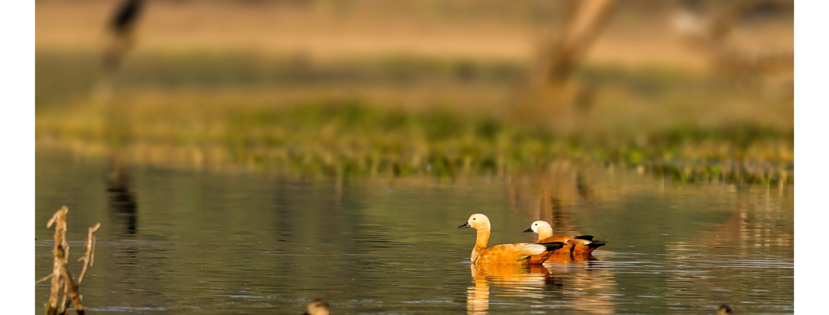 Bharatpur 2