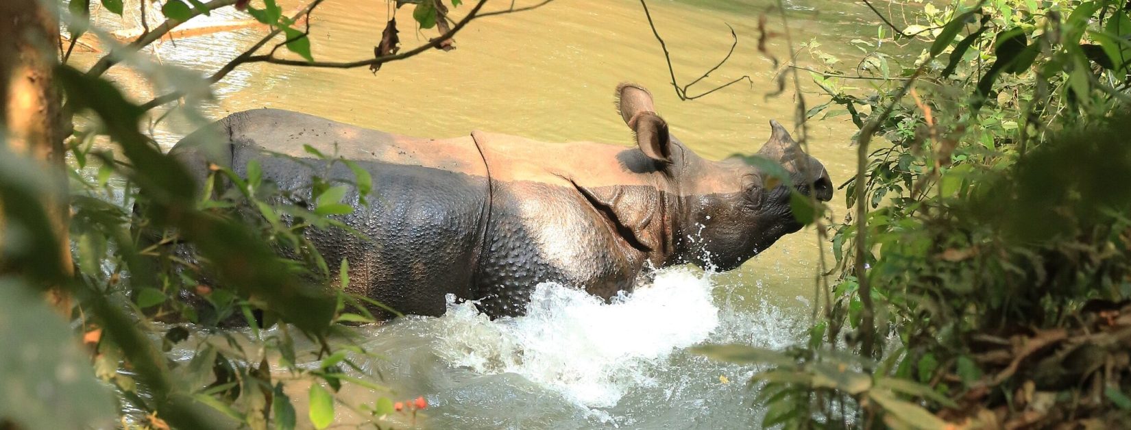 Chitwan_National_Park,_Nepal