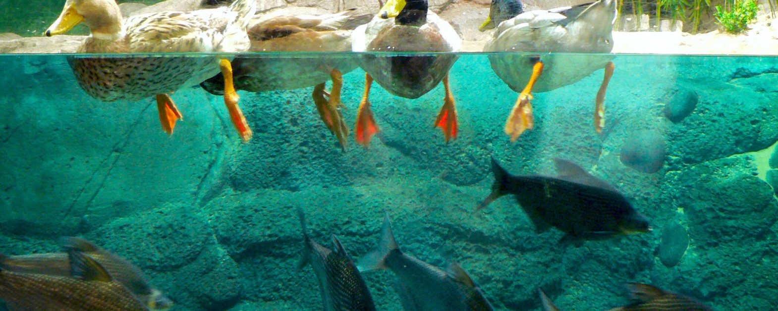 Ducks_in_Shanghai_Ocean_Aquarium