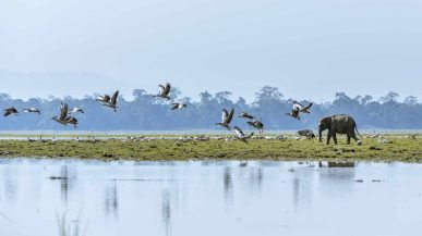 Explore the tourist places in Assam:Get a taste unique experience