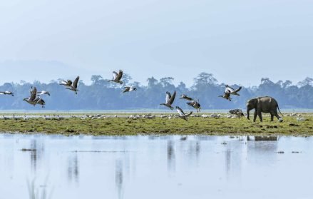 Explore the tourist places in Assam:Get a taste unique experience