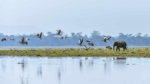 Explore the tourist places in Assam:Get a taste unique experience