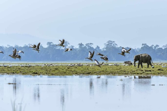 Explore the tourist places in Assam:Get a taste unique experience