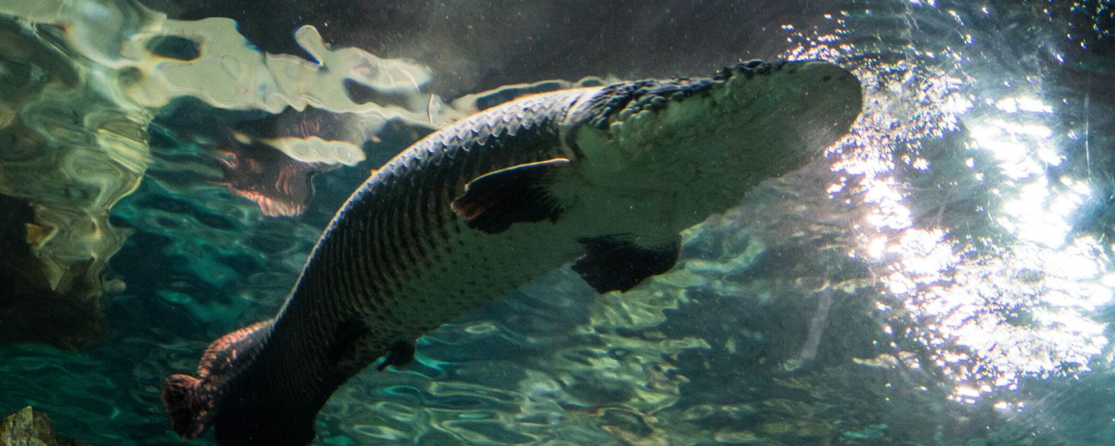 Shanghai Ocean Aquarium 2