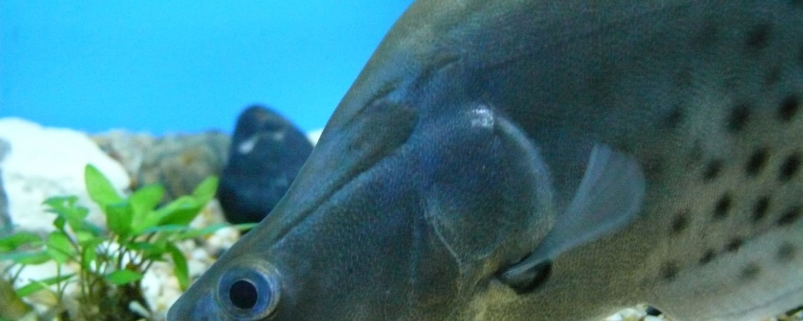 Shanghai_Ocean_Aquarium_-_Chitala_blanci_2